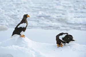 Two Stellers Sea Eagles -Haliaeetus pelagicus-, one bird feeding on a fish, Rausu Two Stellers Sea Eagles -Haliaeetus pelagicus-, one bird feeding on a fish, Rausu