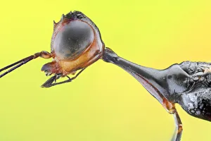 <b class=qtipBold><figcaption>Stephanid Wasp (Megischus bicolor)</figcaption></b><br>Insects On Earth, 186889561<br><em>© Donald Jusa</em> Stephanid Wasp (Megischus bicolor)