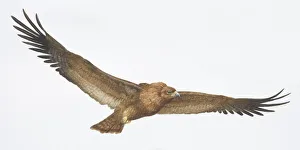 Steppe Eagle, Aquila nipalnesis orientalis, brown eagle with its long wings outstretched Steppe Eagle, Aquila nipalnesis orientalis, brown eagle with its long wings outstretched