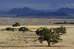 Steppe landscape or veldt, Namib, Hardap Region, Namibia Steppe landscape or veldt, Namib, Hardap Region, Namibia