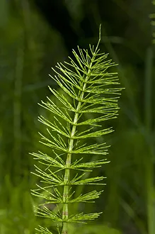 Sterile shoot of Field Horsetail -Equisetum arvense-, Kaiserstuhl, Baden-Wurttemberg Sterile shoot of Field Horsetail -Equisetum arvense-, Kaiserstuhl, Baden-Wurttemberg