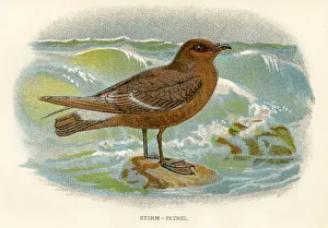 Sterom petrel birds from Great Britain 1897 Sterom petrel birds from Great Britain 1897