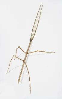 Stick Insect, Anchiale maculata, side view Stick Insect, Anchiale maculata, side view