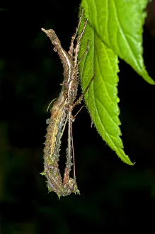 A stick insect -Phasmida- sloughing its skin, Tandayapa region, Andean cloud forest A stick insect -Phasmida- sloughing its skin, Tandayapa region, Andean cloud forest