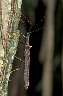 Stick insect -Phasmida-, Tandayapa region, Andean cloud forest, Ecuador, South America Stick insect -Phasmida-, Tandayapa region, Andean cloud forest, Ecuador, South America