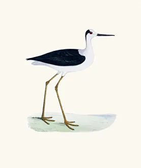 <b class=qtipBold><figcaption>Stilt bird 19 century illustration</figcaption></b><br>A photograph of an original hand-colored engraving from The History of British Birds by Morris published in 1853.<br><em>© mashuk</em> Stilt bird 19 century illustration