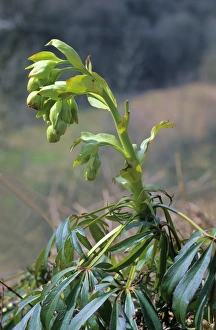 Stinking Hellebore or Dungwort (Helleborus foetidus), Germany, Europe Stinking Hellebore or Dungwort (Helleborus foetidus), Germany, Europe