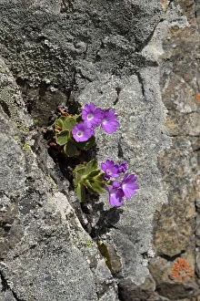 Stinking Primrose -Primula hirsuta-, Lower Engadin, Canton of Graubunden, Switzerland Stinking Primrose -Primula hirsuta-, Lower Engadin, Canton of Graubunden, Switzerland