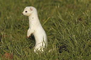 Stoat, Ermine or Short-tailed weasel -Mustela erminea-, winter fur, Allgau, Bavaria Stoat, Ermine or Short-tailed weasel -Mustela erminea-, winter fur, Allgau, Bavaria