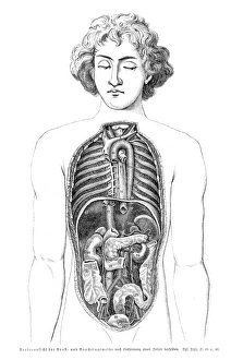 Stomach organs anatomy engraving 1857 Our beautiful Wall Art
