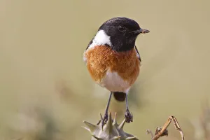 Stonechat -Saxicola rubicola- at Addo Elephant Park, South Africa Stonechat -Saxicola rubicola- at Addo Elephant Park, South Africa