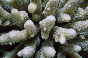 <b class=qtipBold><figcaption>Stony Finger Coral</figcaption></b><br>Jeff Rotman Underwater Photography, 6395-000263 Stony Finger Coral