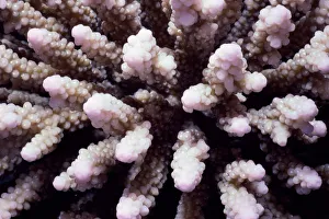 <b class=qtipBold><figcaption>Stony finger coral (Acropora sp.)</figcaption></b><br>Red Sea. Stony finger coral (Acropora sp.)