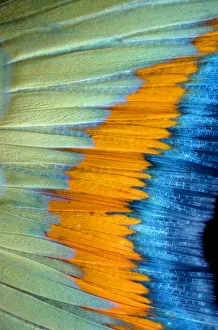 Stoplight parrotfish (Sparisoma viride) tail, detail Stoplight parrotfish (Sparisoma viride) tail, detail