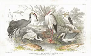 Images Dated 29th April 2012: Stork, Cranes and Heron old litho print from 1852