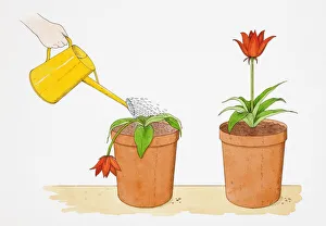 Straight-stemmed red flower growing in terracotta pot, identical potted flower droopingly Straight-stemmed red flower growing in terracotta pot, identical potted flower droopingly