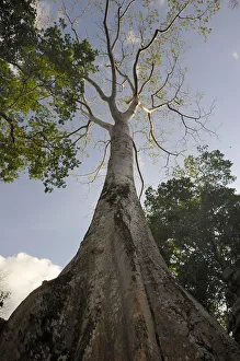Strangler Fig -Ficus virens-, Ta Prohm Temple, Cambodia, Southeast Asia, Asia Strangler Fig -Ficus virens-, Ta Prohm Temple, Cambodia, Southeast Asia, Asia