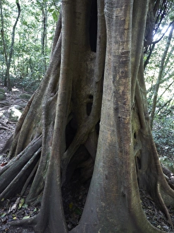 Strangler Fig -Ficus- wrapped around a host tree, tropical rain forest, Las Pailas Strangler Fig -Ficus- wrapped around a host tree, tropical rain forest, Las Pailas