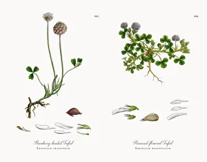 Strawberry-headed Trefoil, Trifolium fragiferum, Victorian Botanical Illustration, 186 Strawberry-headed Trefoil, Trifolium fragiferum, Victorian Botanical Illustration, 186