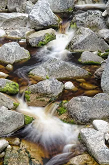Stream with brown water, coloured by plant tannins, condensed proanthocyanidins, Karamea Stream with brown water, coloured by plant tannins, condensed proanthocyanidins, Karamea