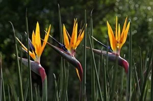 Bird Of Paradise Plant Gallery: Strelitzia (Strelitziaceae), South Afrika
