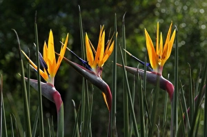 Strelitzia (Strelitziaceae), South Afrika Strelitzia (Strelitziaceae), South Afrika