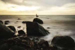 Stretch of coast with rocks and seagull, near Ahrenshoop, Fischland, Mecklenburg-Western Pomerania Stretch of coast with rocks and seagull, near Ahrenshoop, Fischland, Mecklenburg-Western Pomerania