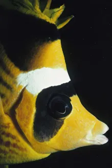 <b class=qtipBold><figcaption>Striped Butterflyfish</figcaption></b><br>Jeff Rotman Underwater Photography, a0106-000215 Striped Butterflyfish