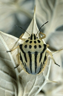 Striped Shieldbug (Graphosoma semipunctatum), Leptokaria, Greece, Europe Striped Shieldbug (Graphosoma semipunctatum), Leptokaria, Greece, Europe