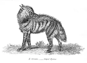 Stripped hyena illustration 1803 Stripped hyena illustration 1803