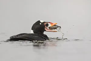 <b class=qtipBold><figcaption>Struggling Clam</figcaption></b><br>A Surf Scoter with its fresh catch of the day<br><em>© 2014 Phoo Chan</em> Struggling Clam
