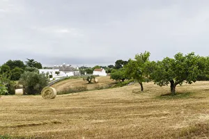 Stubblefield with Trulli buildings at the back, round houses typical for the region Stubblefield with Trulli buildings at the back, round houses typical for the region