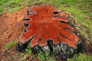 Stump of a large lime tree was sealed with varnish, on the banks of the Camel River in Stump of a large lime tree was sealed with varnish, on the banks of the Camel River in