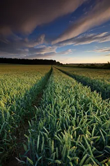 Stunning Wheat field Field in Summer at Sunset Stunning Wheat field Field in Summer at Sunset