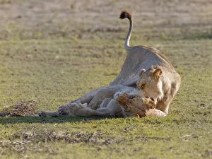 Sub adult lions, panthera leo, at play. These are sub adult lions Sub adult lions, panthera leo, at play. These are sub adult lions