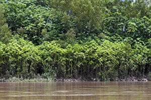 Successional forest on the banks of the Tambopata River, Tambopata Nature Reserve, Madre de Dios Region, Peru Successional forest on the banks of the Tambopata River, Tambopata Nature Reserve, Madre de Dios Region, Peru