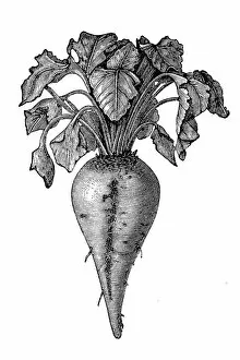 Related Images Gallery: Sugar beet (Beta vulgaris)