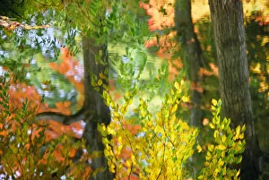 Sugar maples (Acer saccharum) reflecting in pond, autumn Sugar maples (Acer saccharum) reflecting in pond, autumn