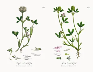 Sulphur-colored Trefoil, Trifolium ochroleucum, Victorian Botanical Illustration, 1863 Sulphur-colored Trefoil, Trifolium ochroleucum, Victorian Botanical Illustration, 1863