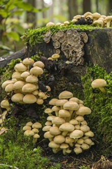 Sulphur Tuft or Clustered Woodlover -Hypholoma fasciculare-, Thuringia, Germany Sulphur Tuft or Clustered Woodlover -Hypholoma fasciculare-, Thuringia, Germany