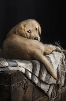 <b class=qtipBold><figcaption>Summer</figcaption></b><br>Studio photography of a Labrador retriever puppy.<br><em>© 2015©silversaltphoto</em> Summer