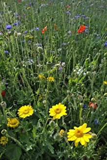 Summer meadow, Cornflower -Centaurea cyanus-, Yarrow -Achillea-, Mallow -Malva Summer meadow, Cornflower -Centaurea cyanus-, Yarrow -Achillea-, Mallow -Malva