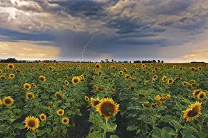 A summer thunderstorm with a lightning strike approaches a field full of blooming yellow A summer thunderstorm with a lightning strike approaches a field full of blooming yellow