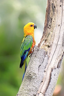 Sun Parakeet -Aratinga solstitialis jandaya-, adult on tree, occurrence in Brazil, captive Sun Parakeet -Aratinga solstitialis jandaya-, adult on tree, occurrence in Brazil, captive