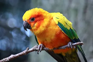 Sun parakeet (Aratinga solstitialis) perching Sun parakeet (Aratinga solstitialis) perching