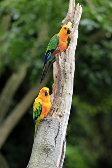 Sun Parakeets -Aratinga solstitialis jandaya-, adult on tree, occurrence in Brazil Sun Parakeets -Aratinga solstitialis jandaya-, adult on tree, occurrence in Brazil