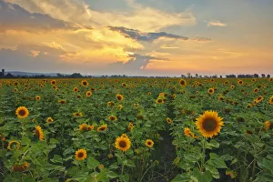 Sunflower Field Landscape Photo at Sunset, Magaliesburg, Gauteng Province, South Africa Sunflower Field Landscape Photo at Sunset, Magaliesburg, Gauteng Province, South Africa