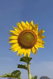 Images Dated 8th January 2011: Sunflower -Helianthus annuus-, Thailand, Asia