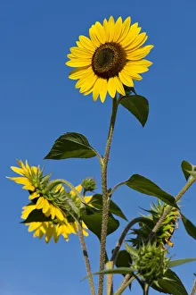 Sunflowers -Helianthus annuus- against a blue sky, Stuttgart, Baden-Wuerttemberg, Germany Sunflowers -Helianthus annuus- against a blue sky, Stuttgart, Baden-Wuerttemberg, Germany