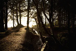 Sunlight Filters Through The Trees Along A Path Leading To Chestermans Beach And Franks Island Near Tofino Sunlight Filters Through The Trees Along A Path Leading To Chestermans Beach And Franks Island Near Tofino